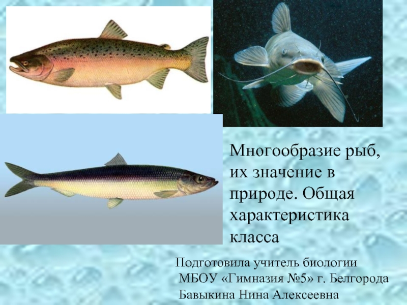 Многообразие рыб, их роль в природе