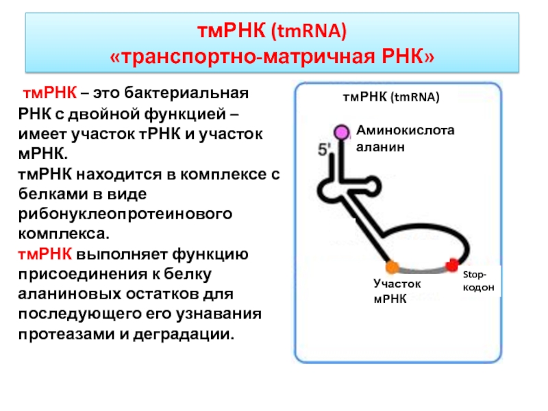 Номер рнк. Транспортная РНК функции. Адапторная функция т-РНК.. Функции ТРНК. ТРНК выполняет функцию.