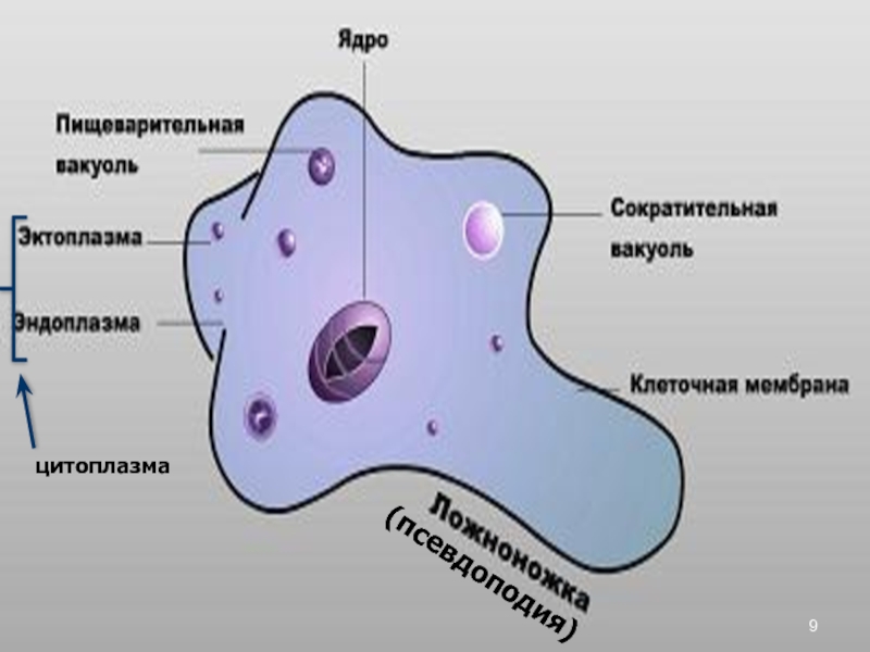 Образования псевдоподий