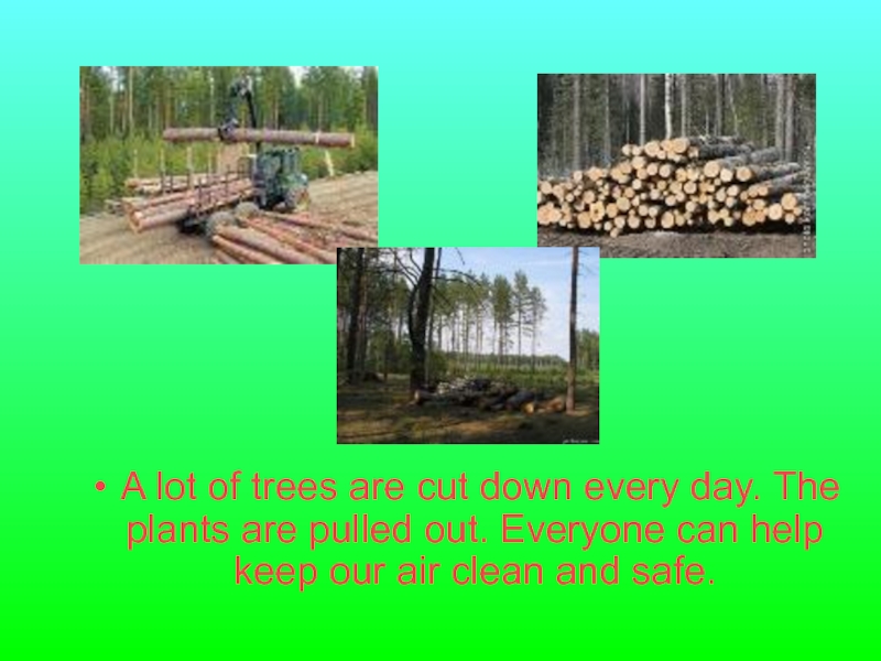 Cut them down. Тест по теме Plant Trees, Cut down Trees 6 form. A lot of Trees (Cut down) every year. Предложения с Cut down. Cut out Cut down.