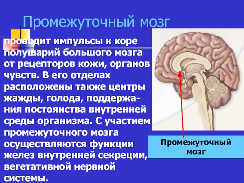 Промежуточный мозг располагается в. Основные проводящие пути промежуточный мозг. Центры промежуточного мозга. Функции промежуточного мозга. Промежуточный мозг расположение.