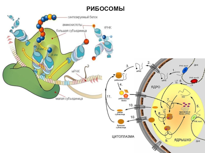 Сборка рибосом. Синтез рибосом эукариотической клетки. Строение рибосомы эукариотической клетки. Рибосомы в цитоплазме. Рибосомы эукариотических клеток.