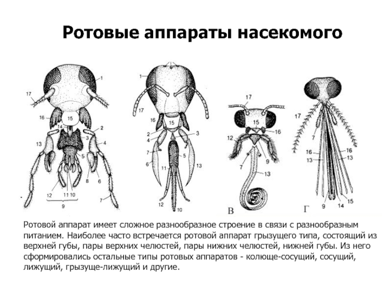 Ротовые аппараты насекомых рисунки с подписями