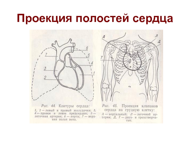 Полости сердца. Строение полостей сердца. Схема исследования сердечно-сосудистой системы. Сердце с полостями рисунок. Полости сердца схема.