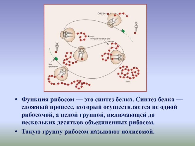 Синтез белков функции. Рибосомы функции. Функции в процессе синтеза белка. Функция синтеза рибосом. Рибосомы строение и функции.