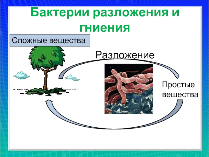 Роль бактерий гниения в природе. Бактерии гниения. Процесс разложения и гниения. Бактерии гниения названия. Процесс гниения схема.