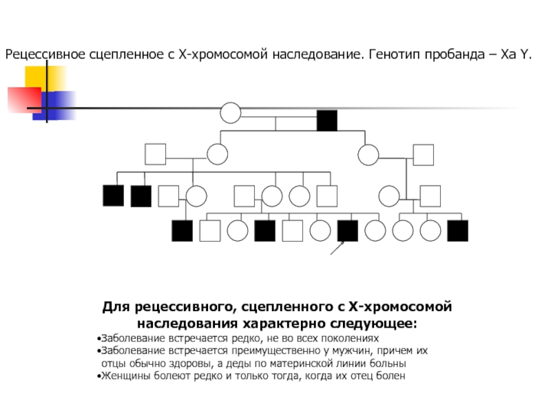 Сколько поколений изображено на схеме