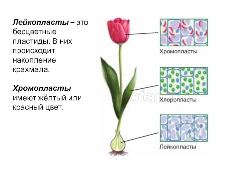 В хромопластах происходит