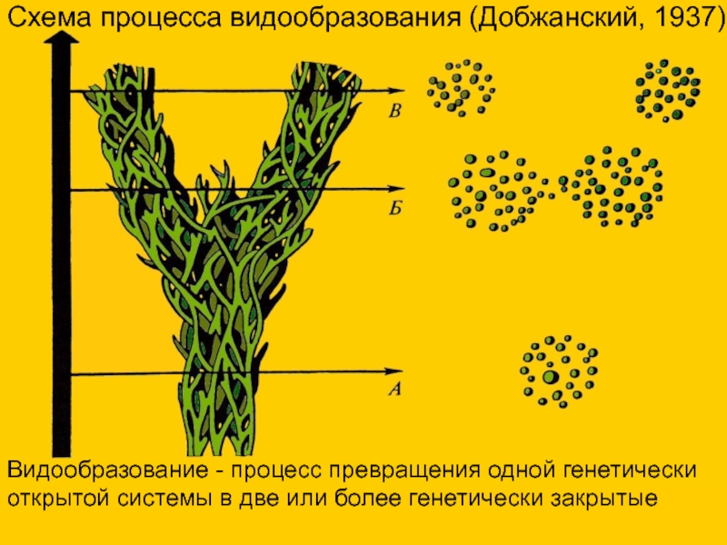 Рассмотрите схемы 1 и 2 иллюстрирующие процессы видообразования на какой схеме