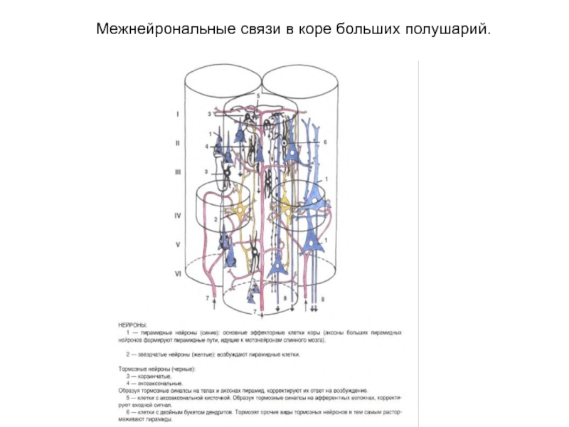 Схема межнейрональных связей в коре мозжечка структурные взаимосвязи