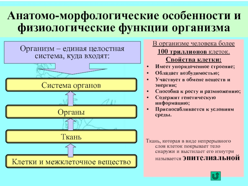 Биологическая природа человека проявляется в анатомо. Социально-биологические основы физической культуры. Физиологические особенности организма. Анатомо-физиологические особенности организма. Физиологические основы физической культуры.