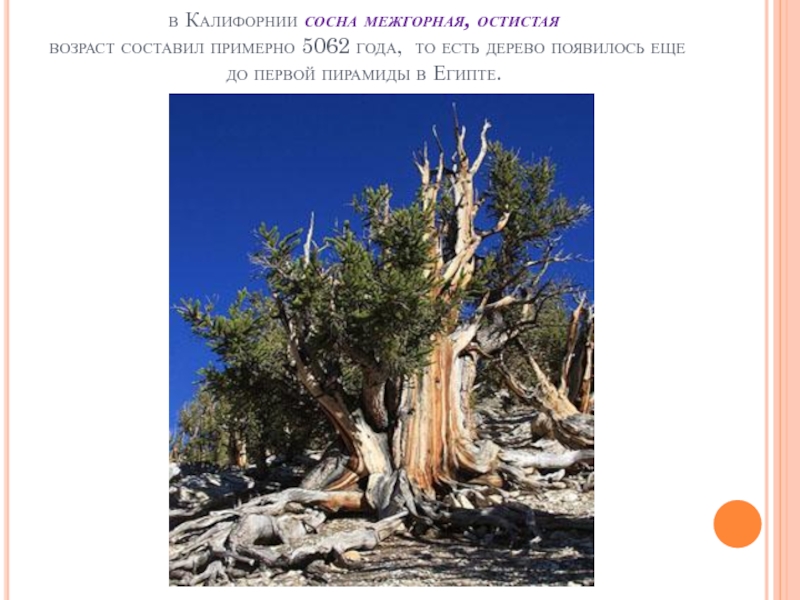в Калифорнии сосна межгорная, остистая  возраст составил примерно 5062 года,  то есть дерево появилось еще до
