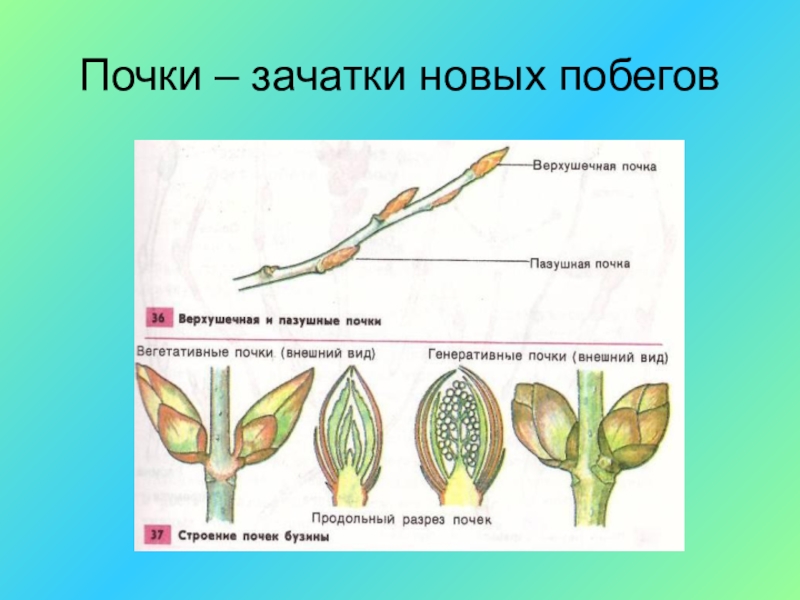 Виды почек. Почка у растений. Типы почек. Формы почек растений. Расположение почек растений. Почки растений по расположению.