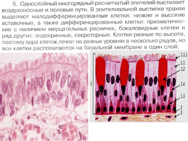 Какими цифрами обозначены изображения эпителиев воздухоносных путей