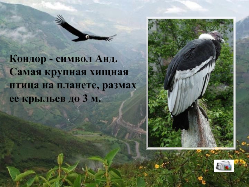 Кондор - символ Анд. Самая крупная хищная птица на планете, размах ее крыльев до 3 м..