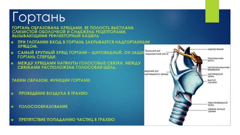 Функции надгортанного хряща в организме человека. Гортань образована. Хрящи гортани. Хрящи гортани и полость гортани. Гортань хрящи гортани.