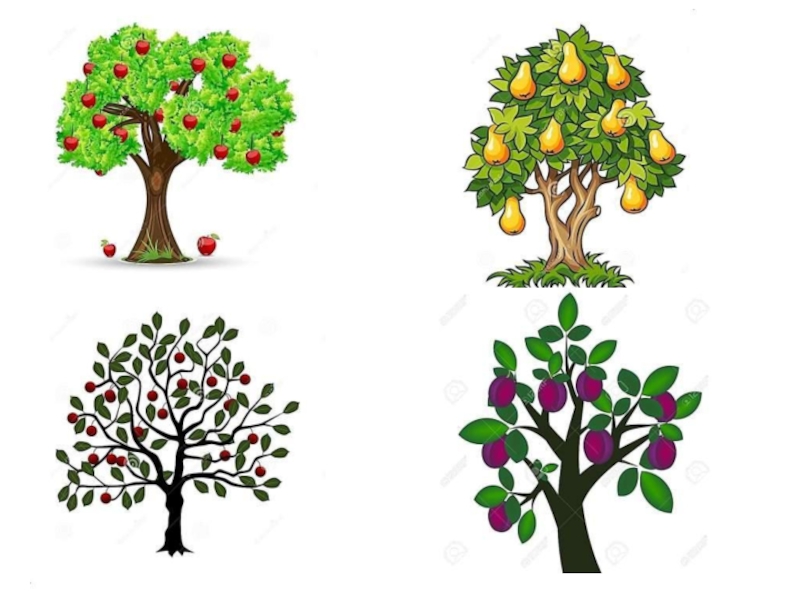 Способы обрезки ветвей у плодовых деревьев 9 класс