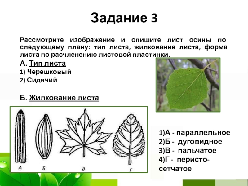 Сетчатое жилкование листьев имеют растения. Жилкование листовой пластинки. Жилкование листьев 6 класс биология. Жилкование листьев шиповника.