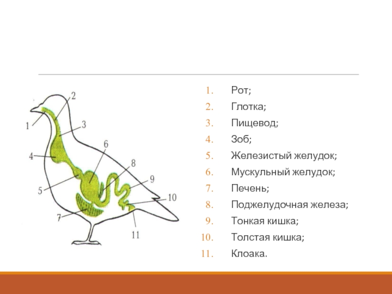 Пищевод зоб. Пищеварительная система система птиц. Строение пищеварительной системы птиц. Пищеварительная система птиц состоит из. Схема пищеварительной системы голубя.