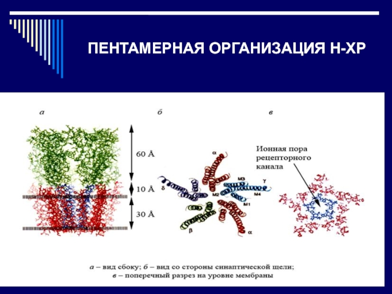 Н организация. Пентамерная м Гексамерная модеглюкозы.