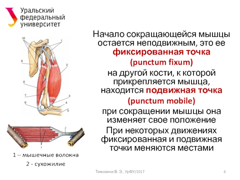 Мышцы прикреплены к костям