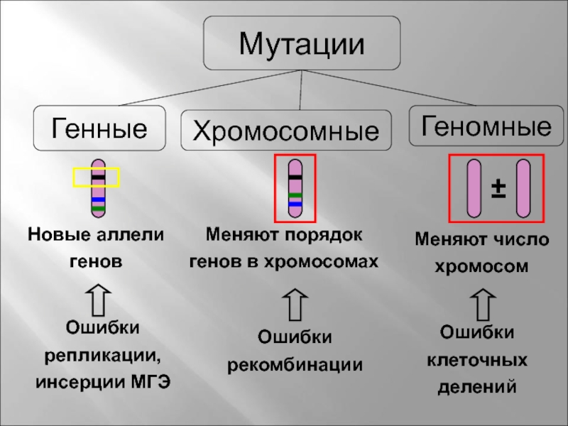 Причины изменения генов. Генные геномные хромосомные мутации таблица. Виды мутаций генные хромосомные геномные. Генные геномные хромосомные. Генные хромосомные и геномные мутации примеры.