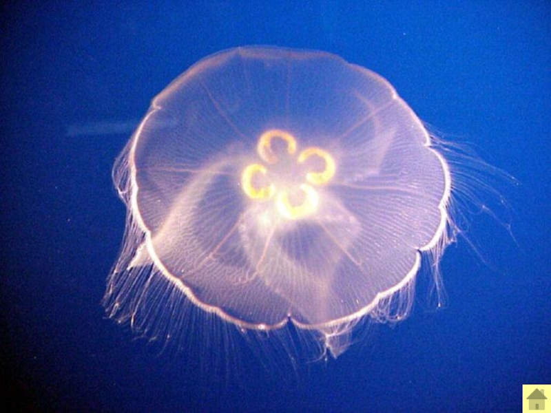 Лучевая симметрия червя. Кишечнополостные медузы. Гидра актиния медуза. Кишечнополостные животные медузы. Сцифоидные медузы актиния.