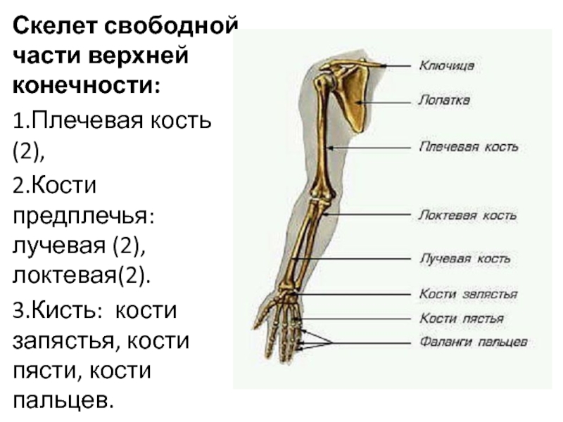 Соединения конечностей и поясов. Скелет свободной верхней конечности суставы. Тип соединения скелета верхних конечностей. Функции пояса верхних конечностей человека. Строение и функции скелета верхних конечностей.