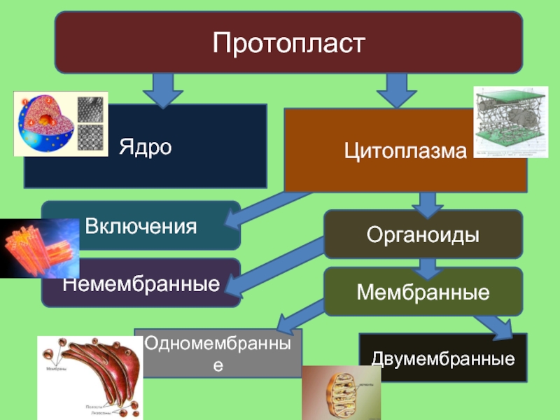 Протопласт. Немембранные органеллы цытоплазма. Ядро одномембранный органоид. Мембранные органоиды цитоплазмы. Двумембранные органеллы цитоплазмы.