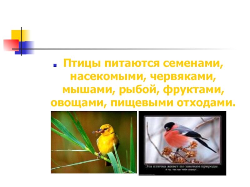 Возраст птицы. Какие птицы питаются и насекомыми и семенами. Какие птицы могут питаться как насекомыми так и семенами.