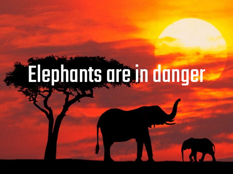 Презентация Elephants are in danger