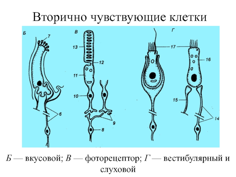 Клетки чувства. Вторично чувствующие клетки. Первично чувствующие клетки. Первично и вторично чувствующие клетки. Вторично-чувствующих сенсоэпителиальных рецепторных клеток.