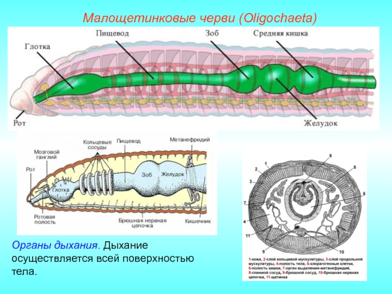 Малощетинковые черви рисунок