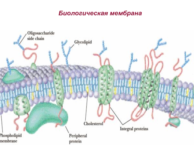 Биохимия мембран. Схема строения биологической мембраны биохимия. Строение биологической мембраны физиология. Структура биологических мембран биохимия. Мембрана биология строение.
