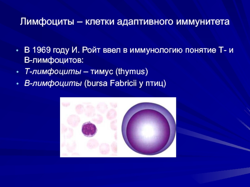 Лимфоциты – клетки адаптивного иммунитетаВ 1969 году И. Ройт ввел в иммунологию понятие Т- и В-лимфоцитов: Т-лимфоциты