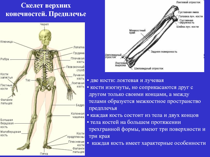 Предплечье на скелете. Лучевая кость строение скелета. Скелет предплечья. Кости предплечья. Лучевая кость на скелете.