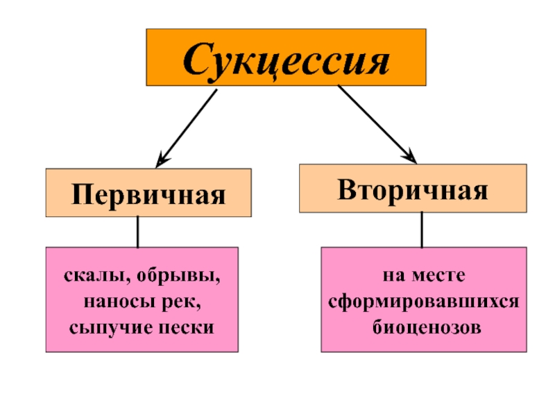 Схема первичной сукцессии