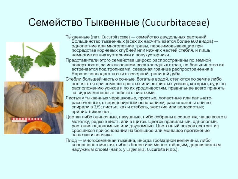 Презентация Семейство Тыквенные (Cucurbitaceae)