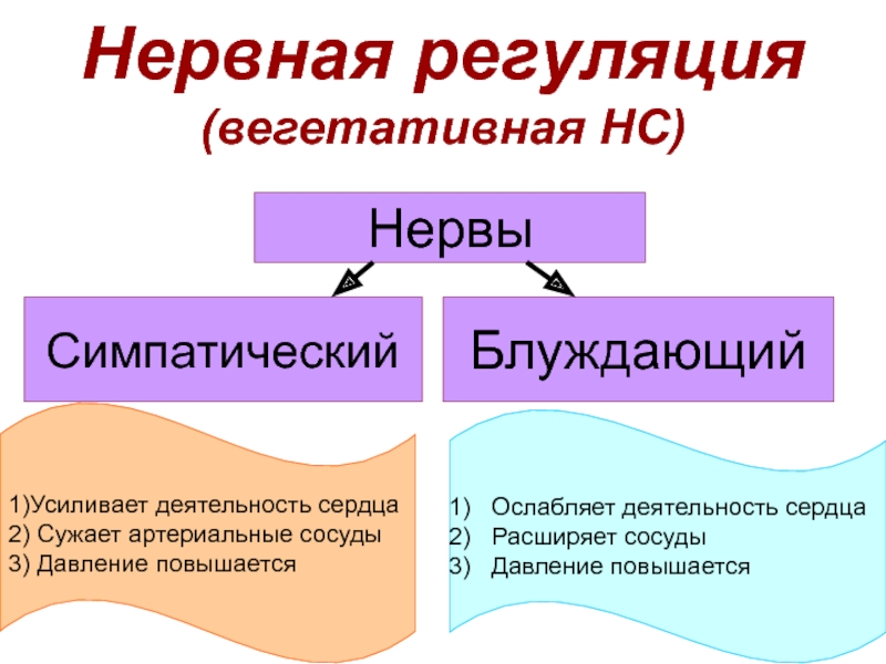 Вегетативная регуляция сердечной деятельности