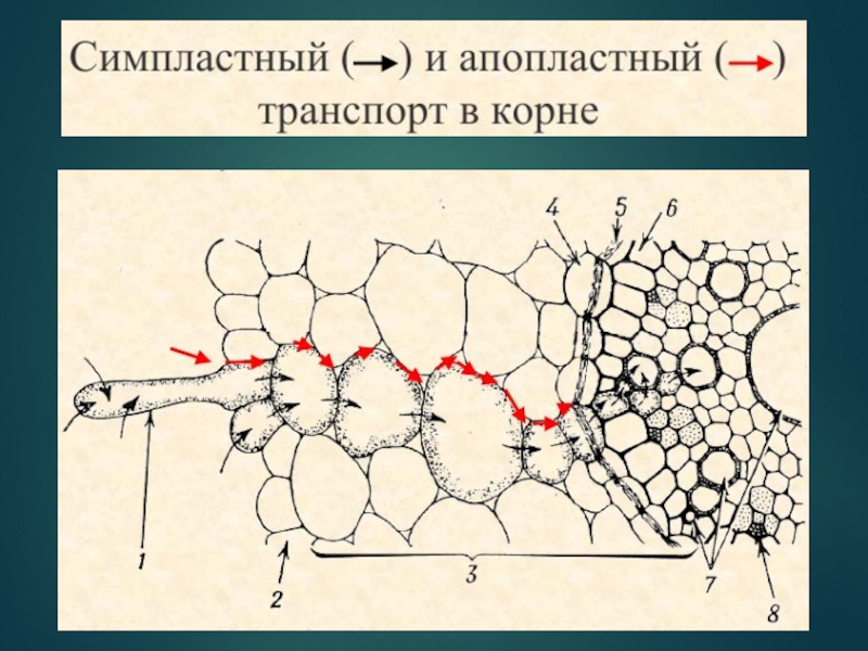 Симпластный апопластный вакуолярный пути транспорта веществ и их значение презентация