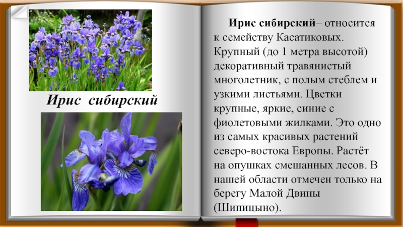 Красная книга сибири проект