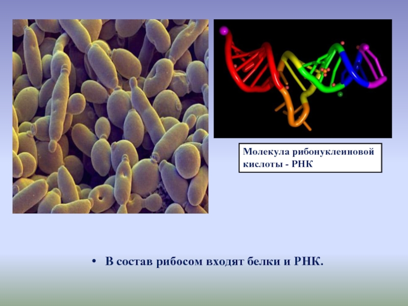 В состав рибосом входят белки и РНК.Молекула рибонуклеиновой кислоты - РНК