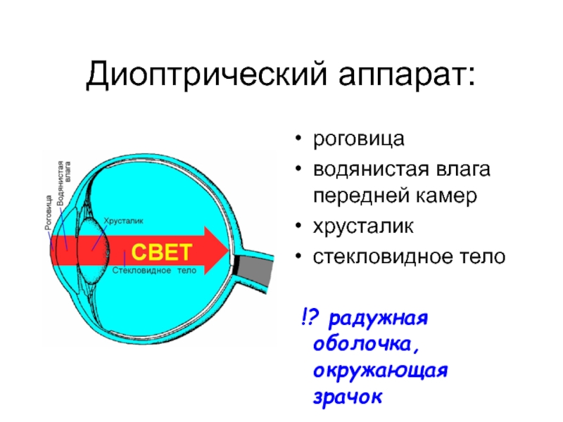 Роговица зрительная зона коры мозга стекловидное тело. Диоптрический аппарат глаза. Диоптрический аппарат глаза состоит. Состав диоптрического аппарата глаза. Стекловидное тело водянистая влага.