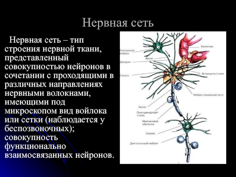 Сеть нервных клеток у каких беспозвоночных