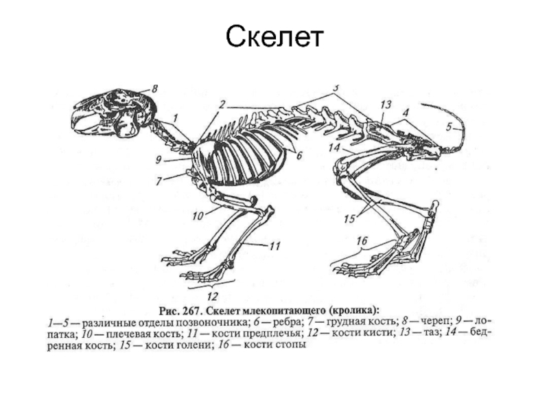 6 отделов скелета млекопитающих. Дыхательная система млекопитающих 7 класс. Дыхательная система млекопитающих схема. Скелет млекопитающих. Класс млекопитающие скелет.