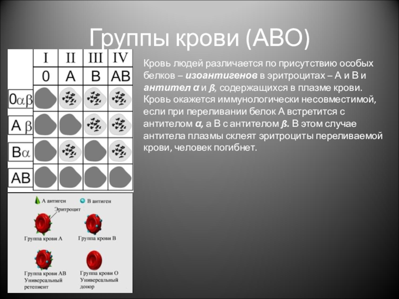 Группы крови содержание белков. Иммунитет и группы крови 8 класс биология. В группах крови особенные белки. Изоантигены эритроцитов. Иммунологический конфликт в системе АВО.