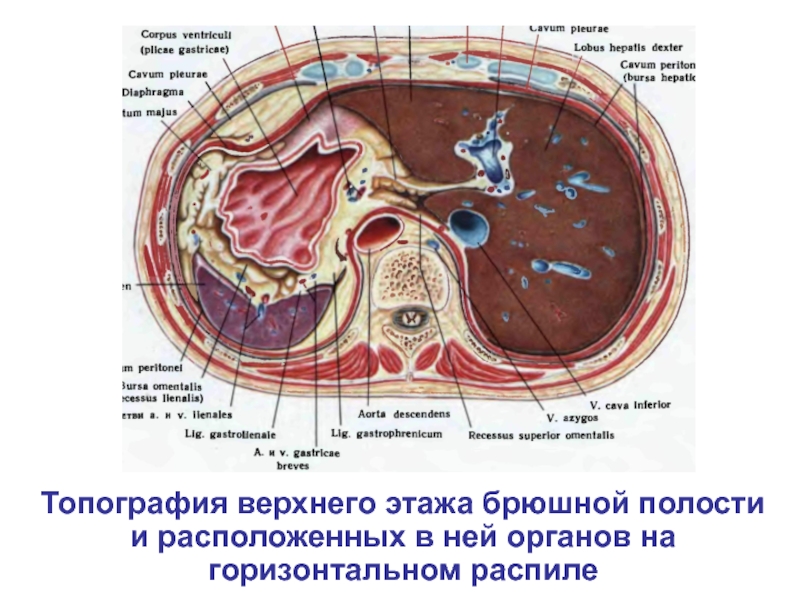 Печеночная сумка. Брюшная полость топографическая анатомия поперечный срез. Поперечный срез брюшной полости. Верхний этаж брюшной полости поперечный срез. Печечены сумка топаграфия анатомия.