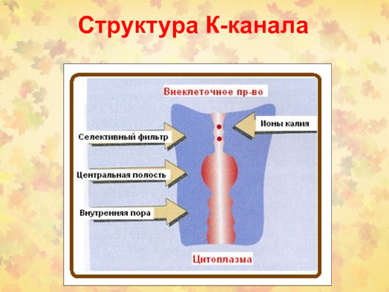 5 строение канала. Передача клеточных сигналов. Клеточные сигналы.