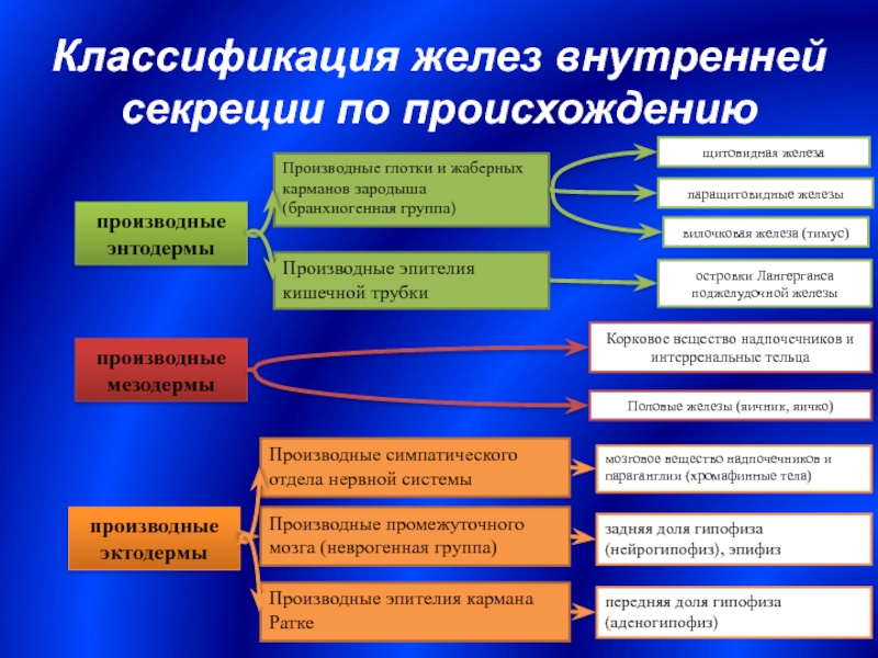 Возрастные особенности желез внутренней секреции презентация