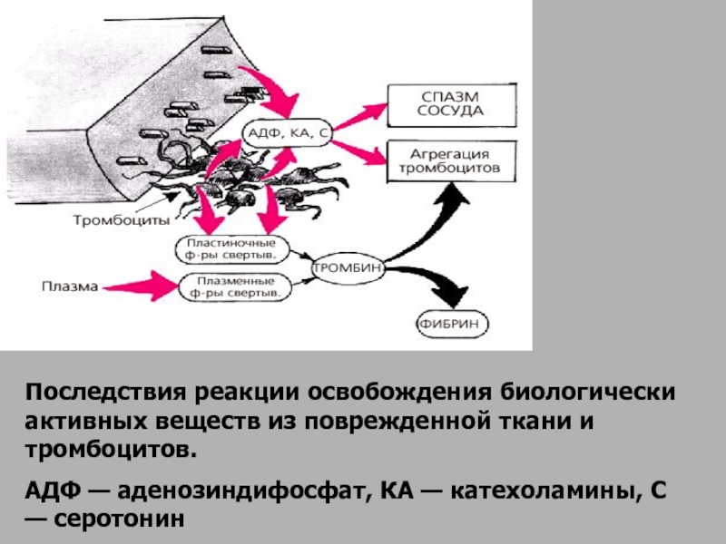 Активация тромбоцитов схема